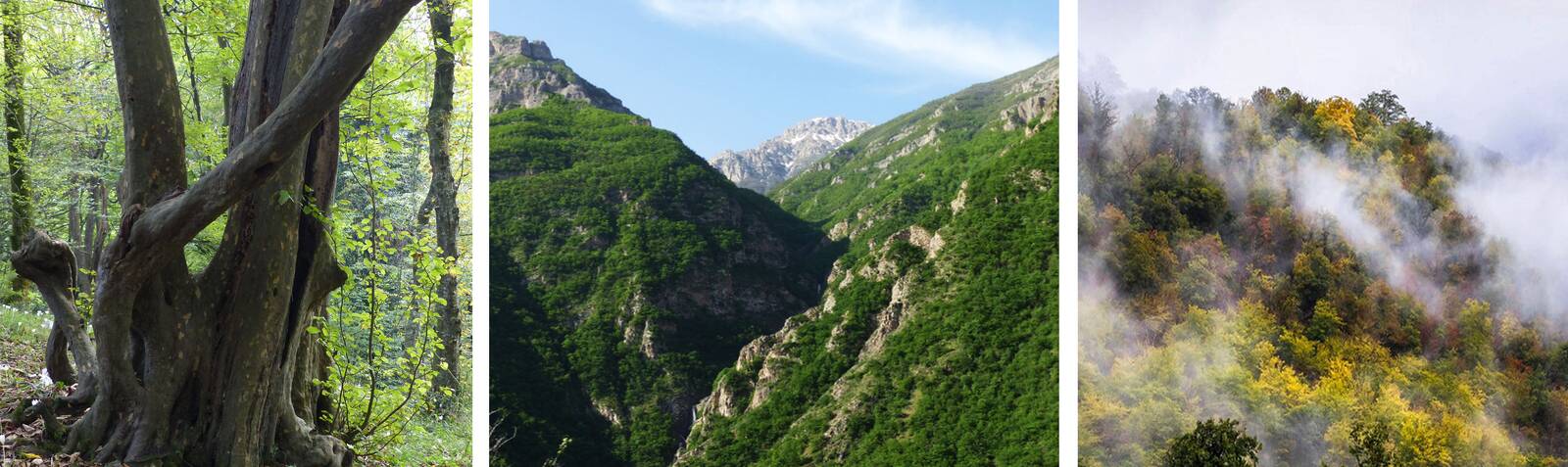 Caspian Hyrcanian Forests